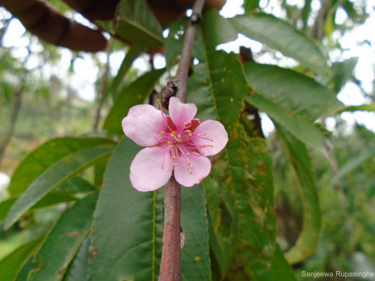 Prunus persica (L.) Batsch